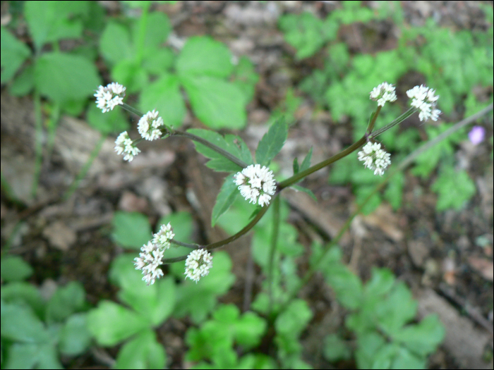 Sanicula europaea  L.