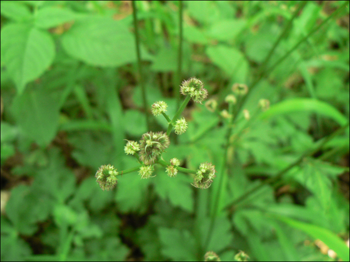 Sanicula europaea  L.