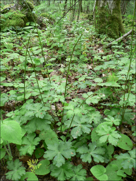 Sanicula europaea  L.