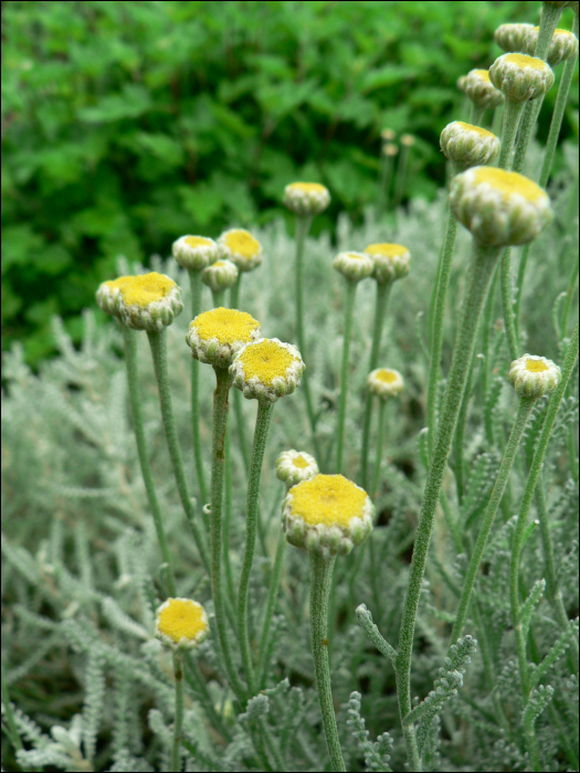 Santolina chamaecyparissus