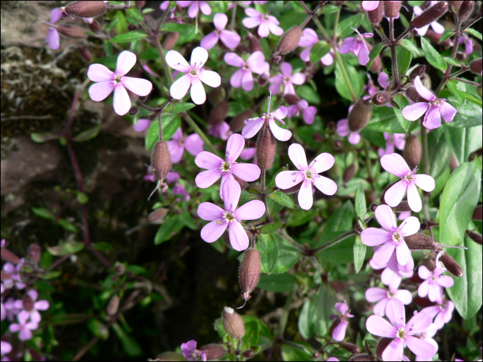 Saponaria ocymoïdes L.