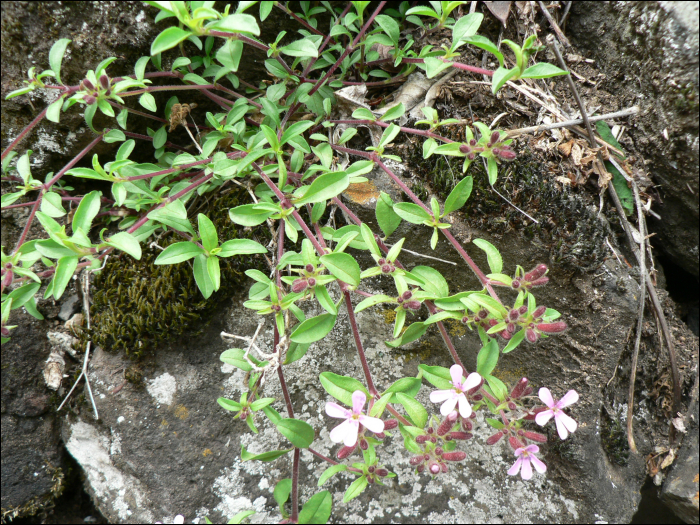 Saponaria ocymoïdes L.