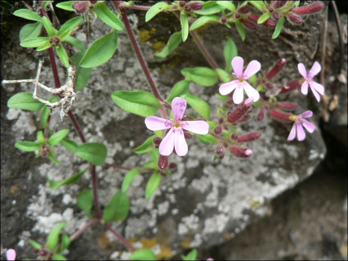 Saponaria ocymoïdes L.