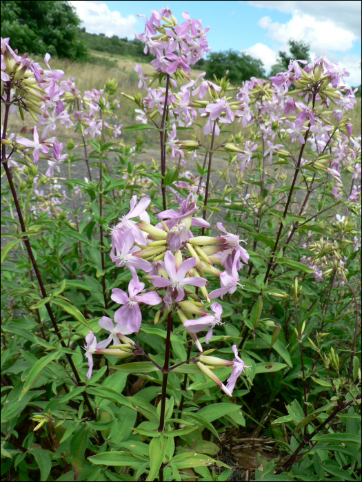 Saponaria officinalis L.