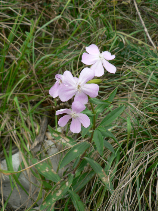 Saponaria officinalis L.