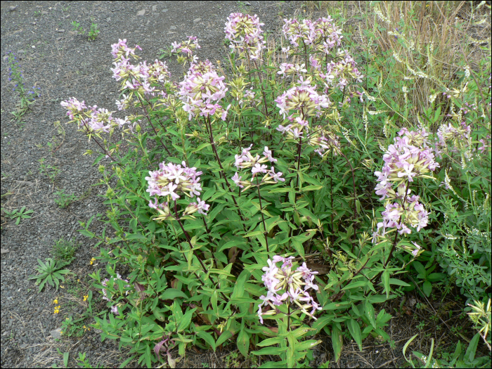 Saponaria officinalis L.