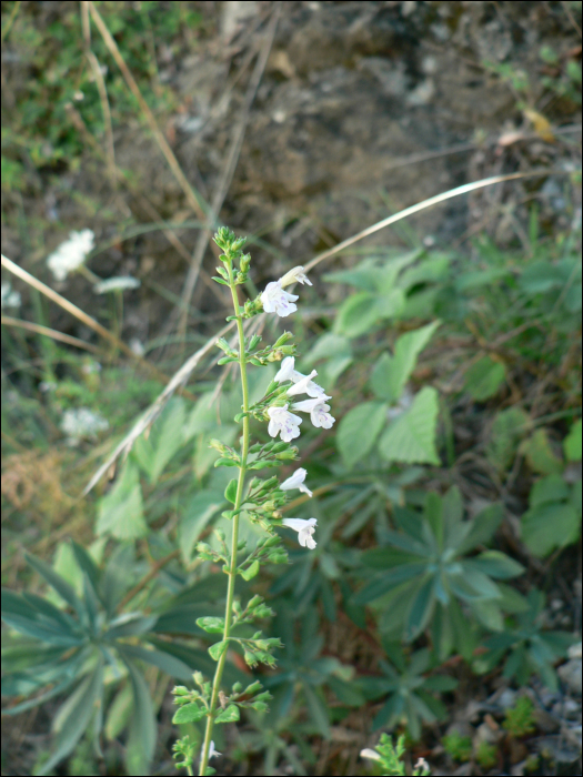 Satureja menthifolia