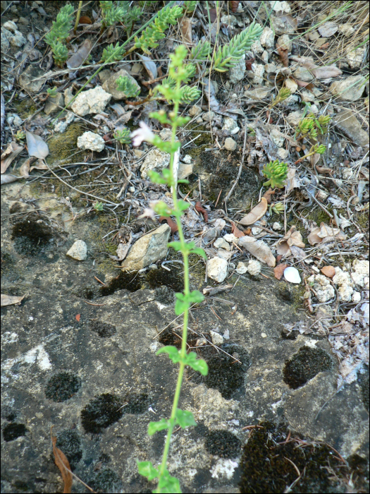 Satureja menthifolia