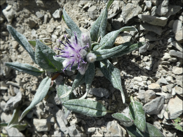 Saussurea alpina