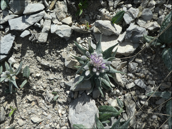 Saussurea alpina