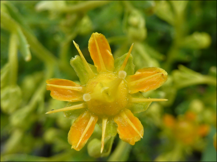 Saxifraga aïzoïdes L.