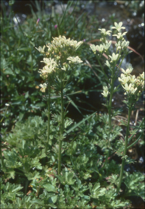 Saxifraga aquatica Lapeyr.