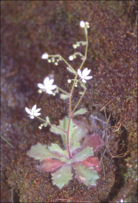 Saxifraga clusii