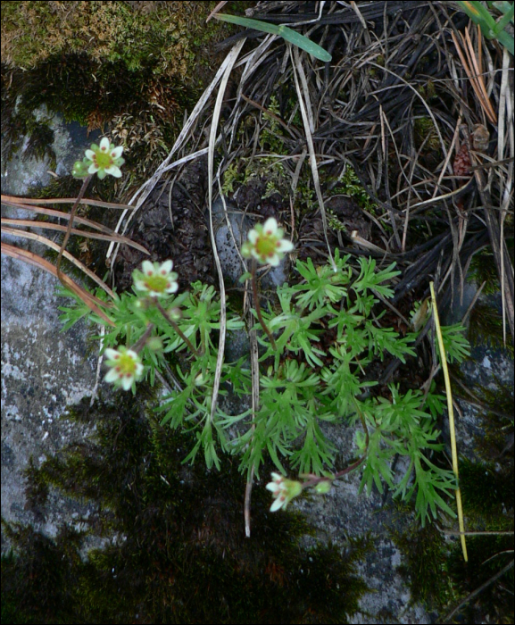 Saxifraga exarata Villars