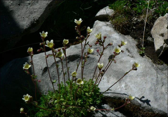 Saxifraga exarata Villars