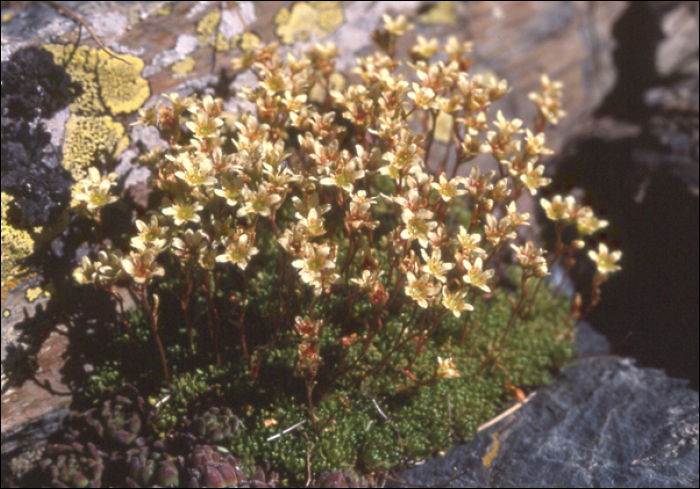 Saxifraga exarata Villars