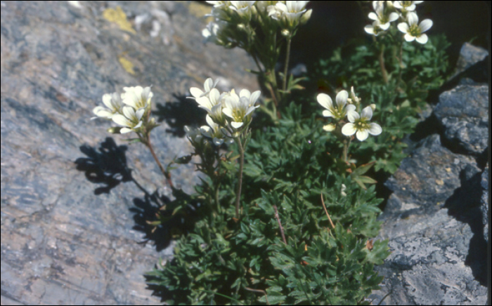 Saxifraga geranioïdes L.