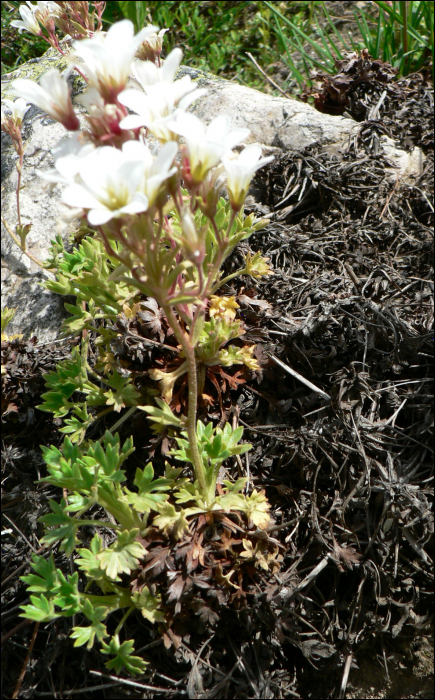 Saxifraga geranioïdes L.