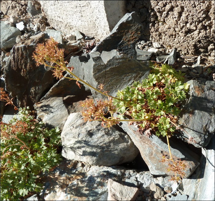 Saxifraga geranioïdes L.