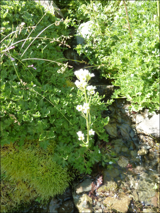 Saxifraga geranioïdes L.