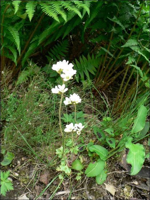 Saxifraga granulata L.