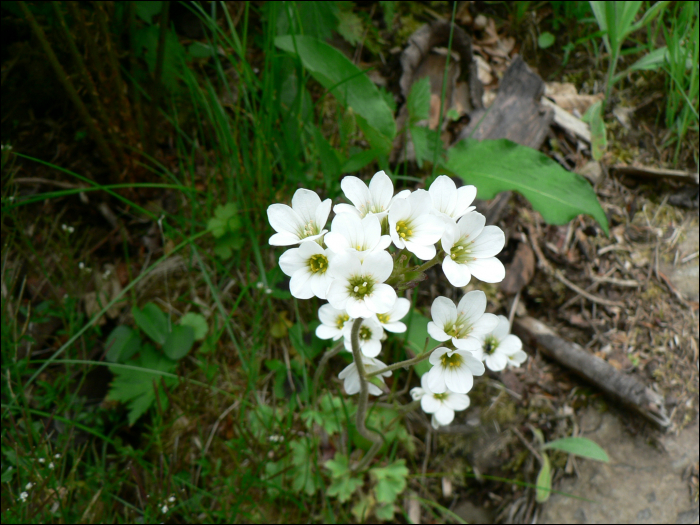 Saxifraga granulata L.