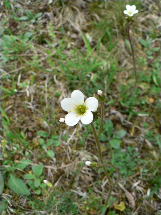 Saxifraga granulata L.