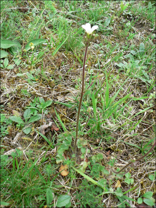 Saxifraga granulata L.