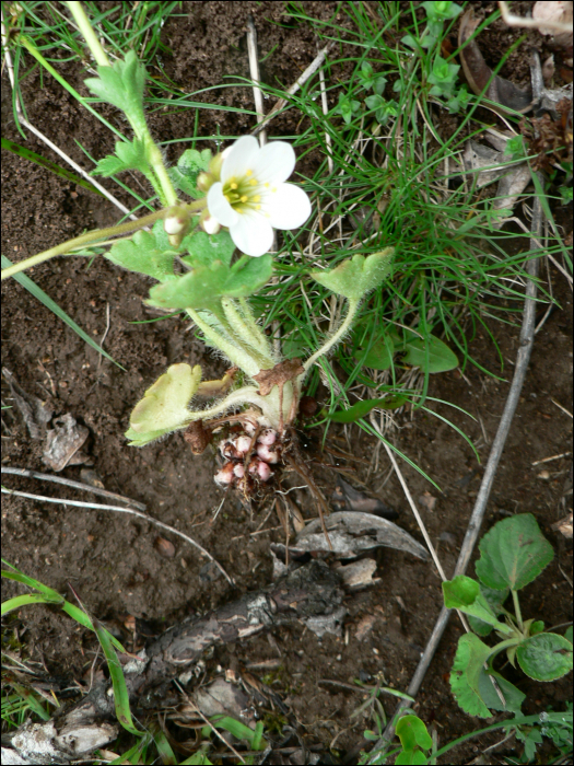 Saxifraga granulata L.