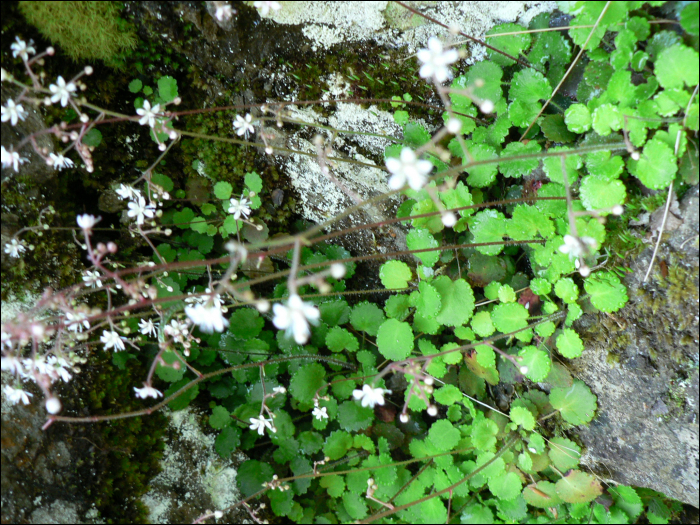 Saxifraga hirsuta