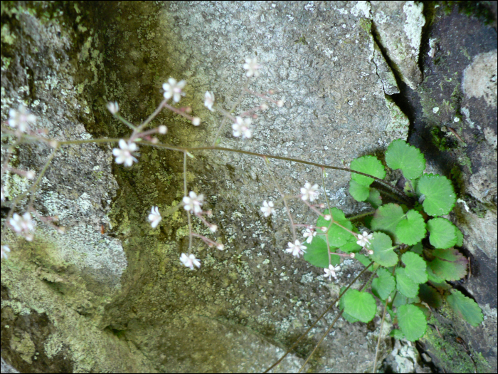 Saxifraga hirsuta