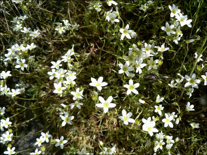 Saxifraga hypnoïdes L.