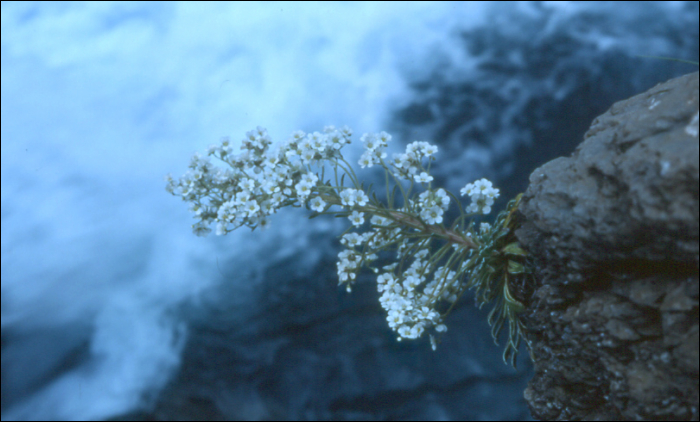 Saxifraga longifolia Lapeyr. (=S. pyrenaïca)