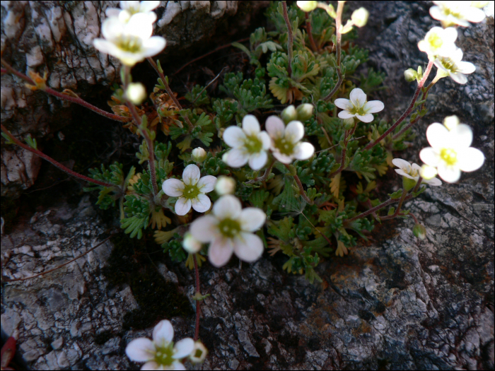 Saxifraga moschata