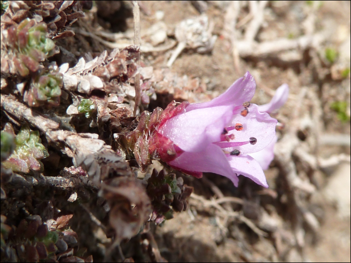 Saxifraga oppositifolia L.