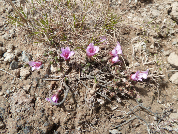 Saxifraga oppositifolia L.