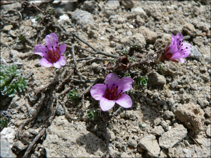 Saxifraga oppositifolia L.