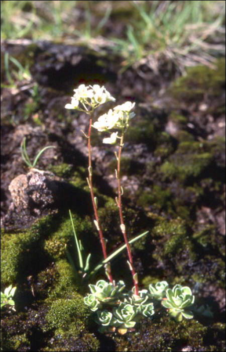 Saxifraga paniculata Miller (=S. aïzoon)