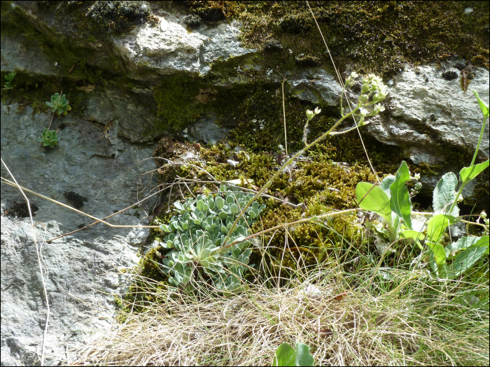 Saxifraga paniculata Miller (=S. aïzoon)