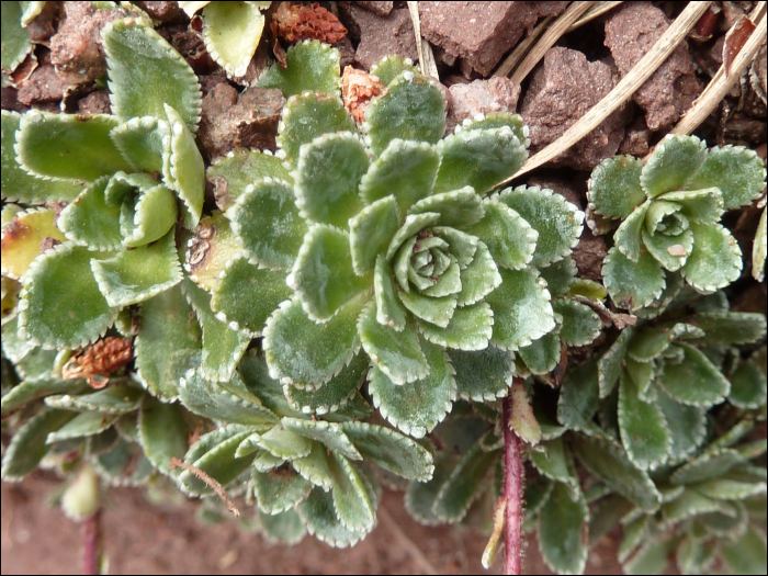 Saxifraga paniculata Miller (=S. aïzoon)