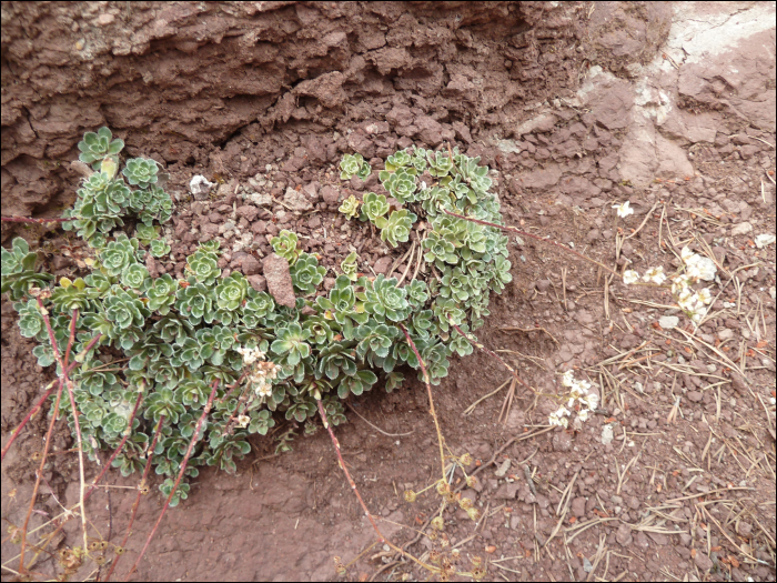 Saxifraga paniculata Miller (=S. aïzoon)