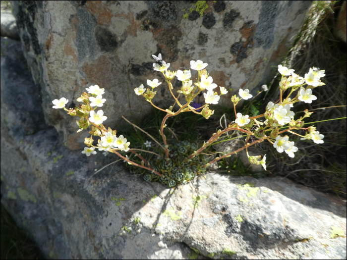Photo de Saxifrage paniculé (Saxifraga paniculata Miller (=S. aïzoon))