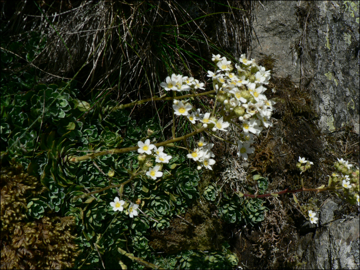 Saxifraga paniculata Miller (=S. aïzoon)