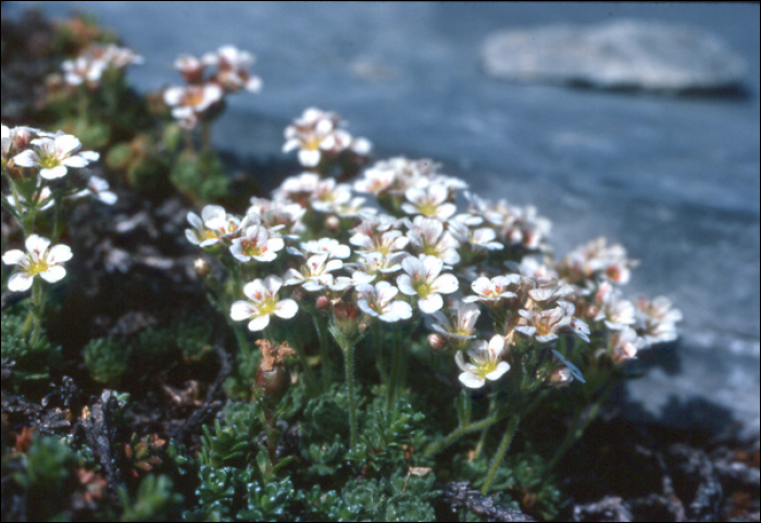 Saxifraga pubescens Pourret