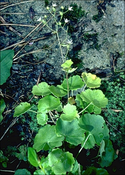 Saxifraga rotundifolia L.