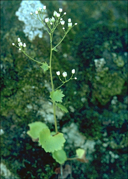 Saxifraga rotundifolia L.