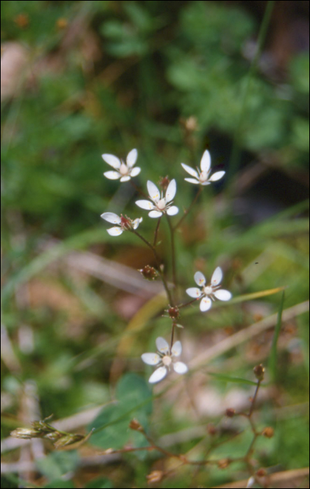 Saxifraga stellaris L.