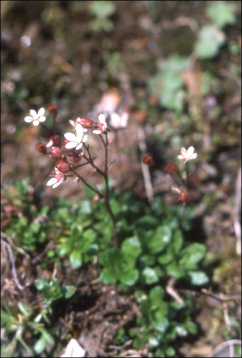 Saxifraga stellaris L.