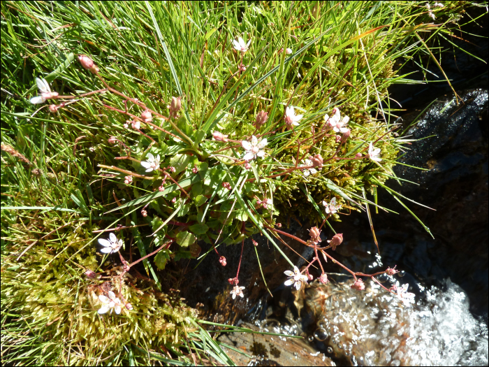 Saxifraga stellaris L.