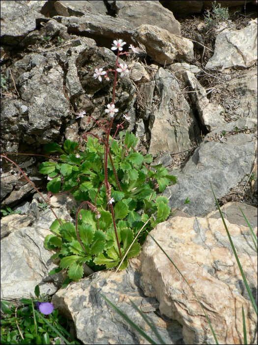 Saxifraga stellaris L.